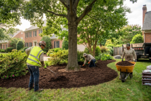 How Mulch Protects Trees and Improves Your Landscape