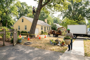 How to Prepare Your Property for Tree Removal Service in Richmond