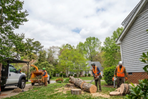 When Should You Consider Dead Tree Removal in Richmond, VA?