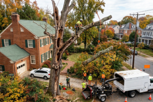 Why Is Hazardous Tree Removal in Richmond, VA Important?