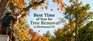 Best Time of Year for Tree Removal in Richmond VA