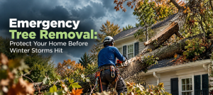 Emergency Tree Removal: Protect Your Home Before Winter Storms Hit